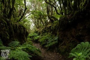 Excursion a Las Vueltas de Taganana