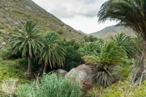 Excursión al Barranco del Cercado