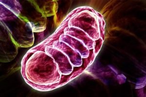 El secreto de una buena salud. ¿La Mitocondria?