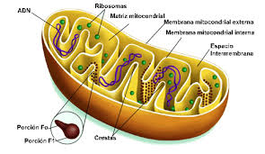 Dibujo de la Mitocondria