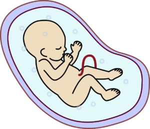 factor rh negativo - embrión humano