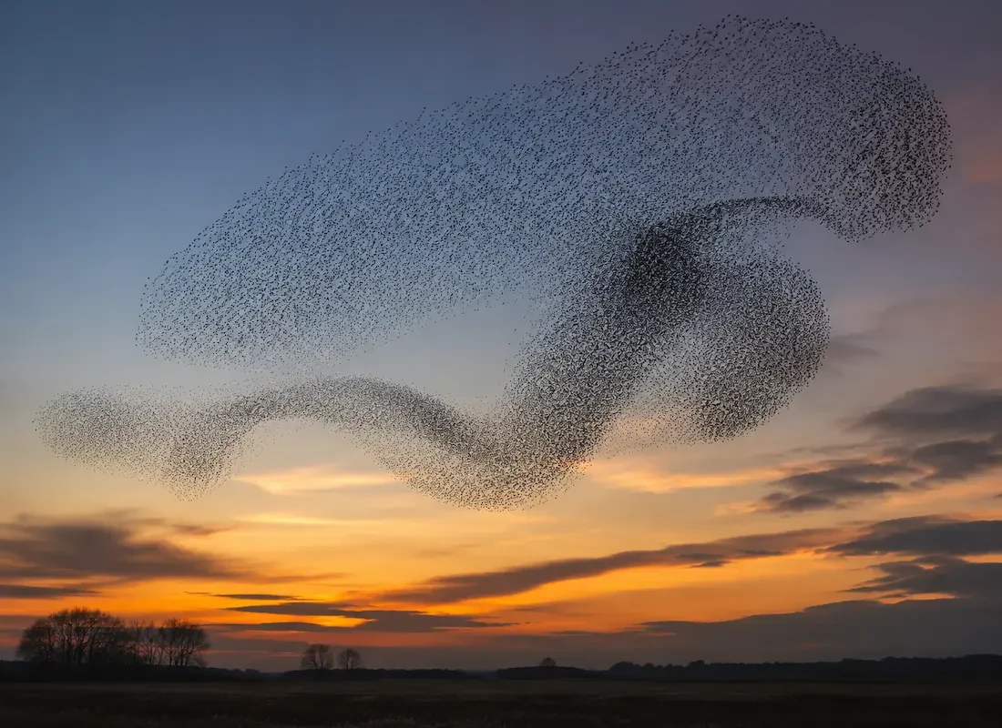 Murmuración: el lenguaje secreto de las aves y la inteligencia invisible de la naturaleza