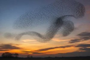 Murmuración: el lenguaje secreto de las aves y la inteligencia invisible de la naturaleza