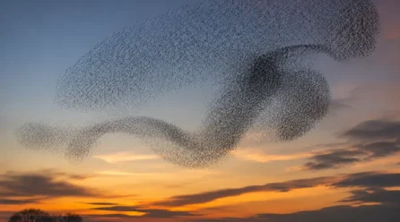 Murmuración: el lenguaje secreto de las aves y la inteligencia invisible de la naturaleza
